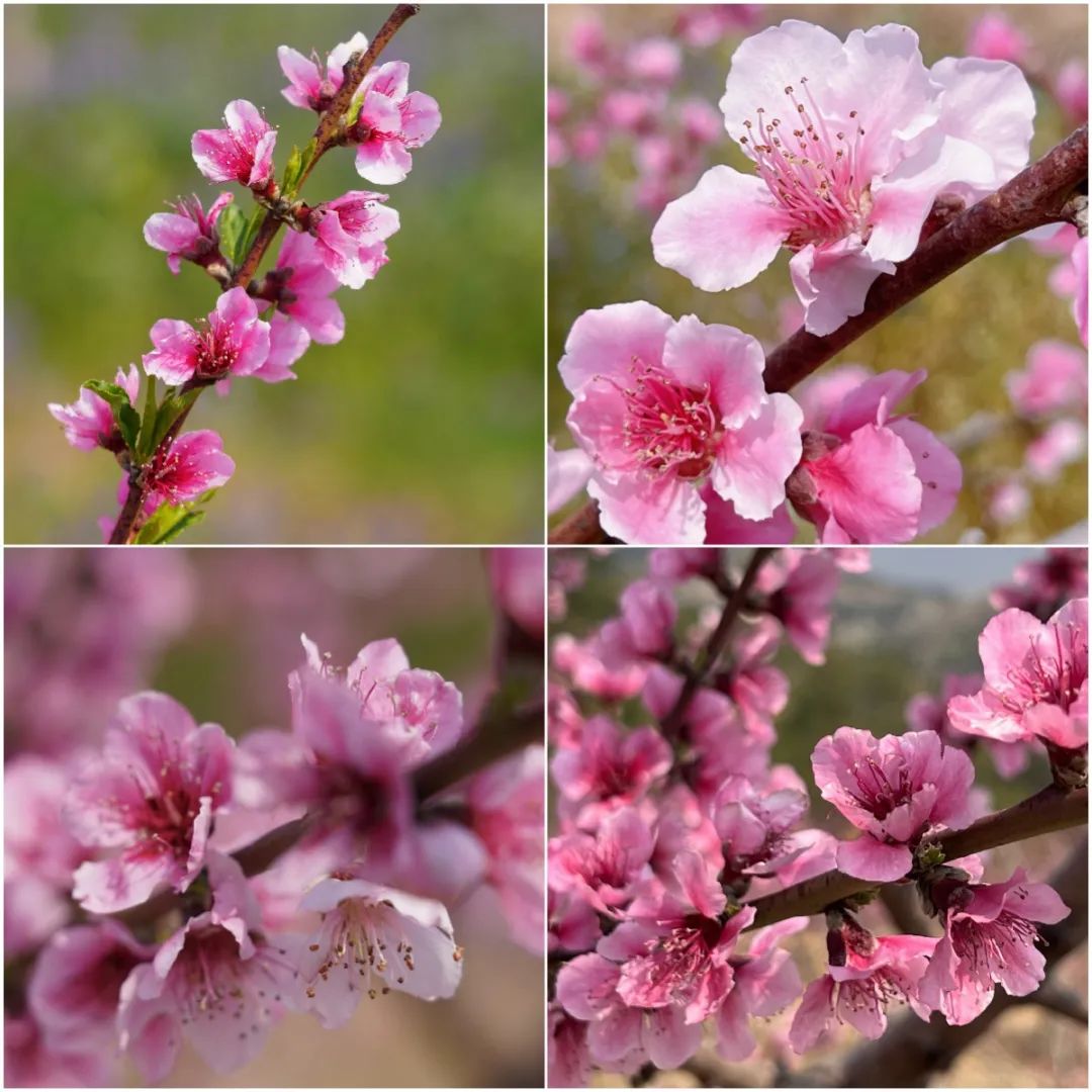 首页新闻转载阅读页面走进桃花林间,一树树桃花竞相绽放,满树红艳烂漫
