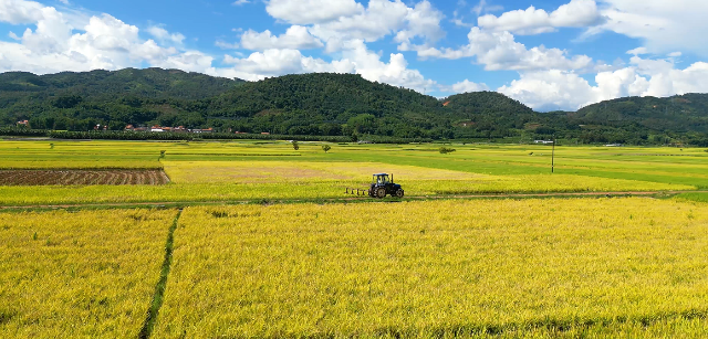 芒市遮放鎮(zhèn)7.5萬畝水稻迎來豐收！