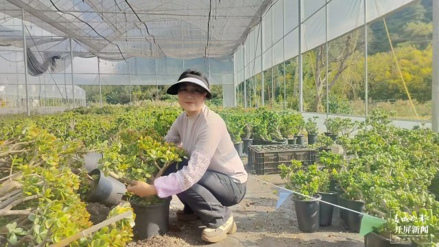 賈鵝在基地管護多肉植物1。.jpg