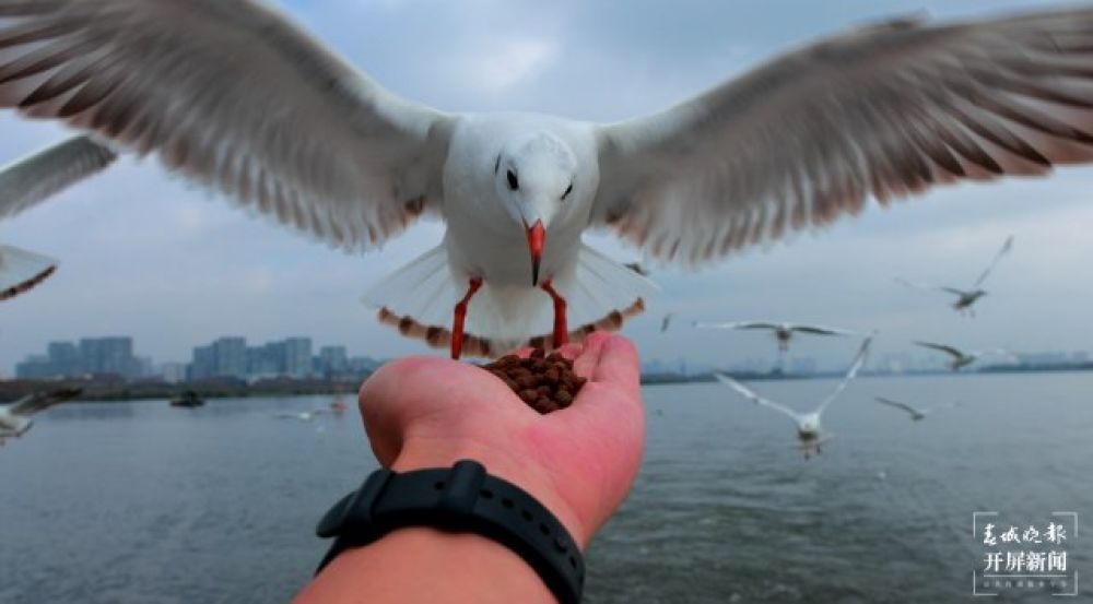 （采訪傳編輯）昆明觀鷗季“海陸空”全方位攻略，記者帶您玩轉(zhuǎn)冬日浪漫，水上觀鷗巴士喂紅嘴鷗.jpg