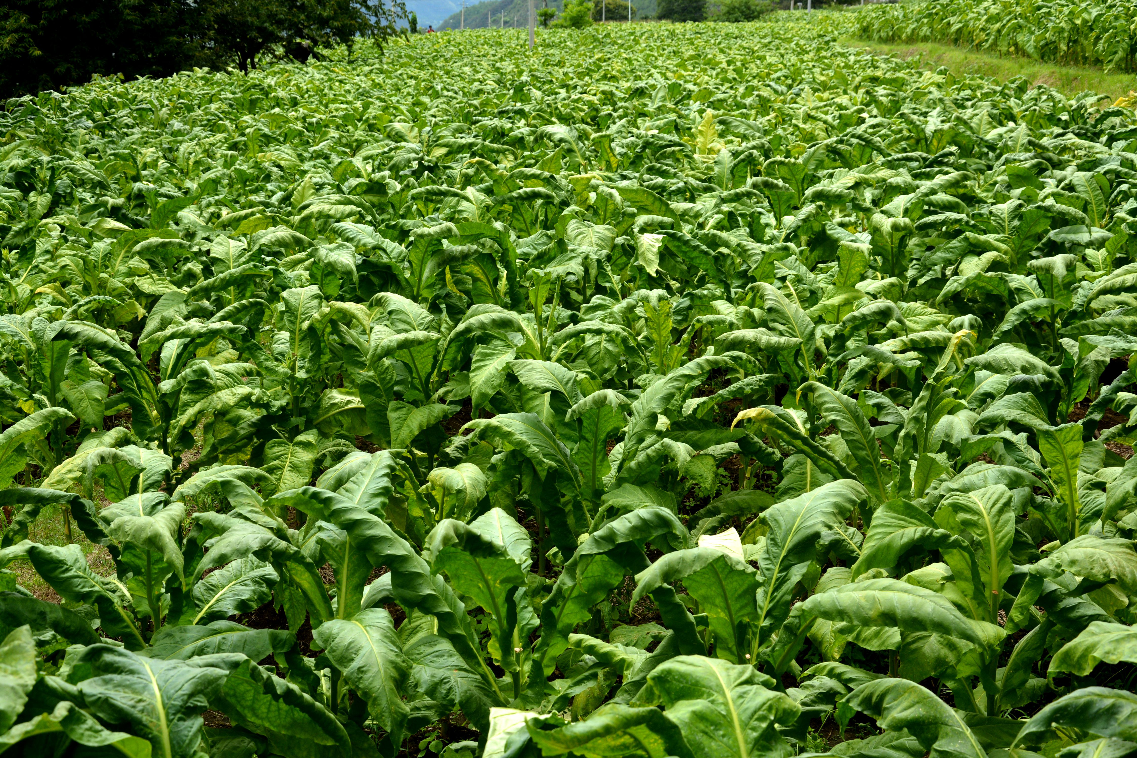 石鼓镇召开烤烟收购暨打击涉烟违法犯罪工作会议